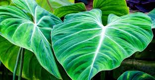 Remove all plastic or other coverings from your tropical plants the next day. Tropical Plants 1 Care Guide For Dummies