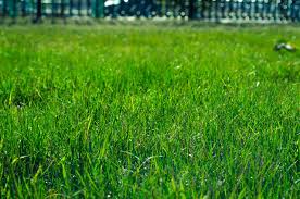 Ensure that the lawn i even before laying sod. How To Lay Sod Over Existing Lawn This Gardener