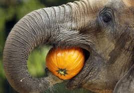 Image result for animals eating pumpkins