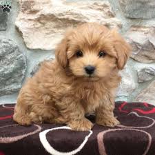 They are very loyal and are good with children and other pets if socialized well as a growing puppy. Angel Morkie Poo Puppy For Sale In Pennsylvania