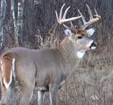 How Wind Affects Deer Movement And Your Hunting