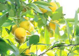 how much water does a lemon tree need