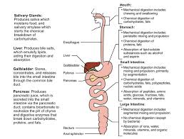 the digestive system nutrition