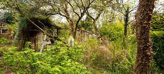 easy tips on clearing overgrown garden
