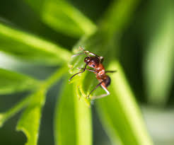 get rid of ants in your lawn