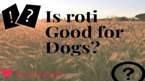is roti good for dogs is wheat bad
