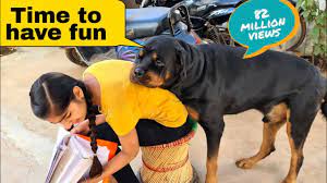 My dog is trying to irritat anshu || the rott best video | funny dog  videos. - YouTube