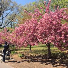 where to see cherry blossoms in the us