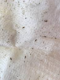 ottawa lice removal services nit