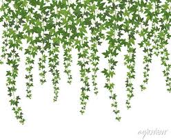 Green Ivy Creeper Wall Climbing Plant