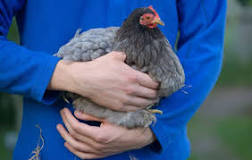 Do chickens love their owners?