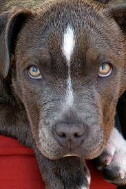 pitbull dog puppy canine portrait
