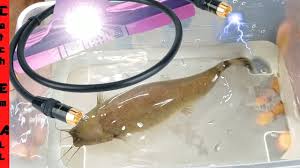 Visit the official site for finding nemo to watch videos, play games, find activities, meet the characters, browse images and buy the movie. Electric Catfish Turns On Light Bulb My724outdoors