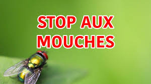 cher les mouches astuces simples