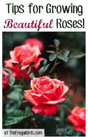 rose gardening tips growing roses