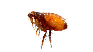 What are Fleas and How to Control in Your Home