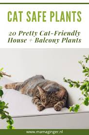 Cat Safe Plants 20 Pretty Cat Friendly
