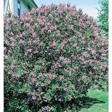 With basic informations about each flower and photos. 3 58 Gallon Purple Old Fashioned Purple Lilac Flowering Shrub In Pot L7783 In The Shrubs Department At Lowes Com