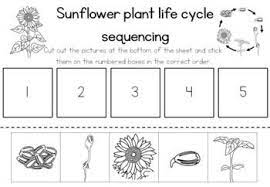 Plus numbers from 6 through 10. Sunflower Life Cycle Sequencing Activity Worksheet By Little Blue Orange Plant Life Cycle Sunflower Life Cycle Plant Life Cycle Worksheet