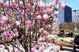 Visualizza altre idee su alberi in fiore, fiori, natura. Benvenuta Primavera A Milano Gli Alberi In Fiore Si Specchiano Nei Grattacieli La Repubblica