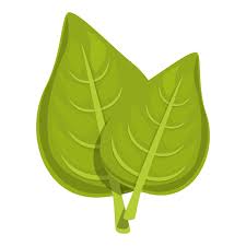 Thyme Plant Icon Cartoon Vector Oregano