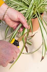 How to Trim Your Plants in 5 Simple Steps
