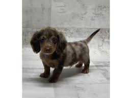 dachshund puppy long hair dapple id