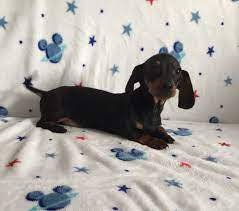 Free yorkshire terrier puppies for adoption. Dapple Mini Dachshund Puppies Dachshund Puppies Utah