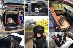 what-is-the-most-dog-friendly-car