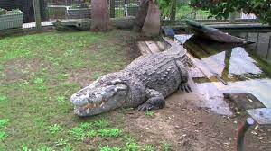 alligator adventure in north myrtle