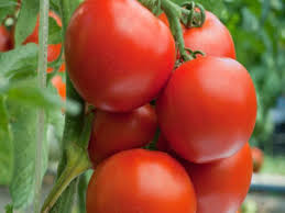 Tomatoes Health Benefits 5 Reasons You Should Eat Tomatoes