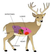 Deer Anatomy Where To Shoot A Whitetail N1 Outdoors