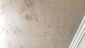 bathroom mold how to identify and get