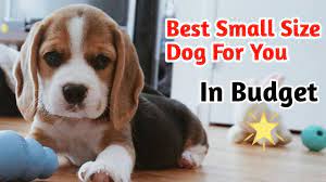 smallest dog breeds in india