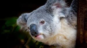 31 adorable koala gift ideas they ll be