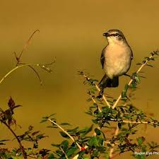 northern mockingbird is state bird of