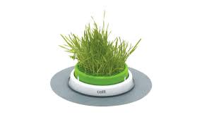 This plant not only provides a tasty edible for your cat, but also makes a nice accent in your herb garden. The Best Grass For Cats Review In 2021 My Pet Needs That