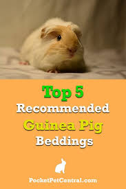 Bedding For Guinea Pigs