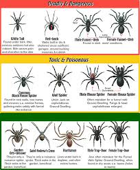 Prototypic Brown Spider Identification Chart North American