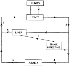 Icse Solutions For Class 10 Biology The Circulatory System
