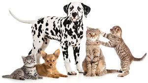 Animal hospital of morris park is here to serve you 7 days a week! Coral Springs Animal Hospital Reviews 24 Hour Animal Clinic