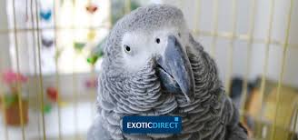 Image result for African Grey For Sell