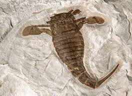 Image result for Eurypterids