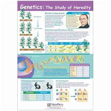 genetics the study of heredity poster