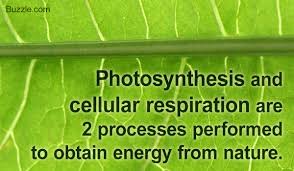 All You Need To Know About Photosynthesis And Cellular
