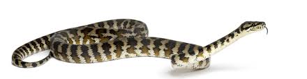 carpet python care morelia spilota