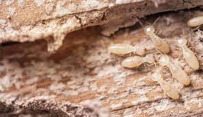 subterranean termite control in st