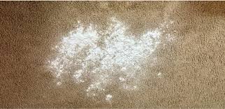 what does mold on carpet look like