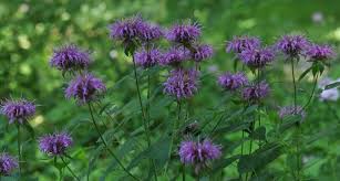 Native Plants For Your Chicago Garden