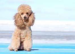 miniature poodle dog breed health and